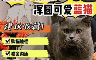 魔兽Dota中蓝猫出装攻略（蓝猫套路揭秘，助你成为无敌战神）