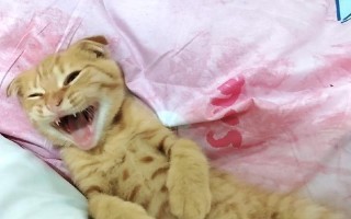 寻猫橘子出装顺序攻略（王者荣耀寻猫橘子出装顺序及技巧详解）