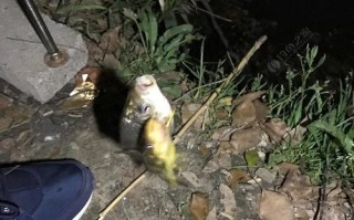 老鬼钓鱼手游攻略（成为顶级钓鱼玩家，只需掌握这些关键技巧！）