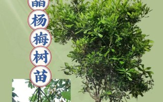 探索晶莹水晶七巧板的无限魅力（挑战你的智力和创造力，发现水晶世界的奥秘）