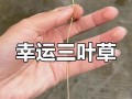水晶萝卜攻略（细心观察，合理安排，一步步闯关成功）
