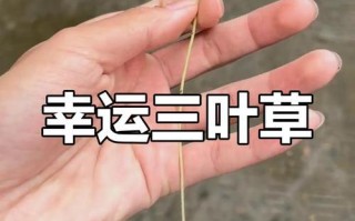 水晶萝卜攻略（细心观察，合理安排，一步步闯关成功）