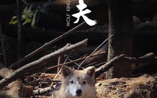 创世联盟沃夫出装攻略（掌握沃夫的出装技巧，成为最强狼王！）