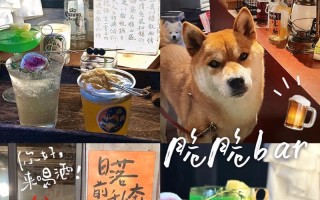 小熊酒馆游戏攻略（探索经营策略，体验迷人的冒险故事）