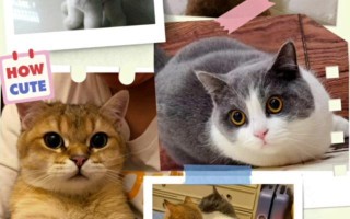 猫咪攻略（探索猫咪世界的奇妙冒险）