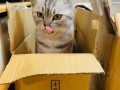 《探秘猫与纸箱子的游戏攻略》（揭开猫咪心理，玩转纸箱乐趣）
