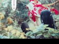 《狐妖小红娘手游攻略大全》（快速成为顶级玩家，掌握攻略要诀）