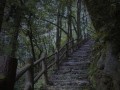 探索薄雾游戏中的森林地图（探索薄雾游戏中的森林地图，揭秘隐藏区域和珍贵宝藏）