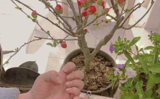 探索illi攻略33，领略奇幻世界的魅力（畅游illi攻略33，发现无尽惊喜与冒险）