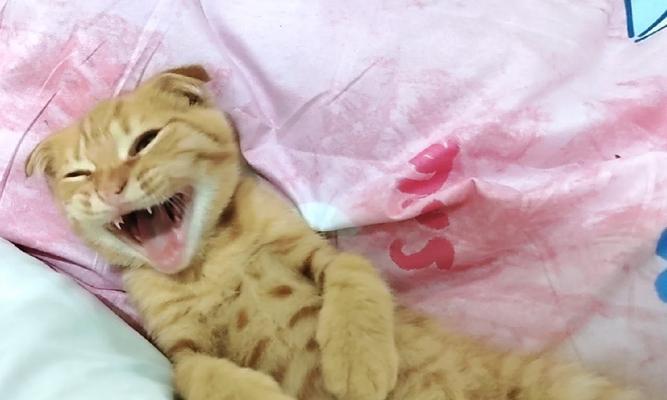 寻猫橘子出装顺序攻略（王者荣耀寻猫橘子出装顺序及技巧详解）-第1张图片-游趣乐园