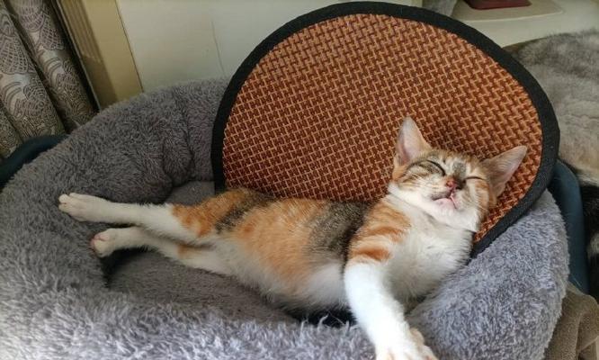 寻猫橘子出装顺序攻略（王者荣耀寻猫橘子出装顺序及技巧详解）-第3张图片-游趣乐园