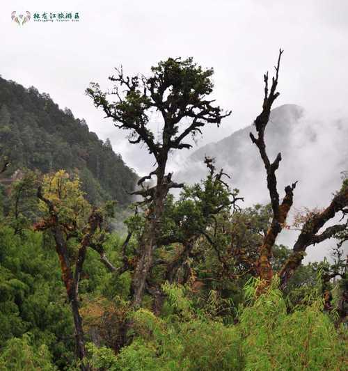 寻找消失的秘境之旅（探索神秘迷失之地，重拾失落的记忆）-第2张图片-游趣乐园