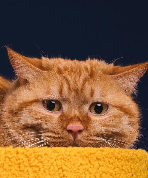 社恐猫咪出装攻略-第2张图片-游趣乐园