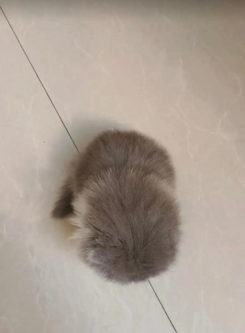 社恐猫咪出装攻略-第3张图片-游趣乐园
