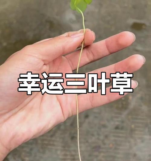 水晶萝卜攻略（细心观察，合理安排，一步步闯关成功）-第1张图片-游趣乐园