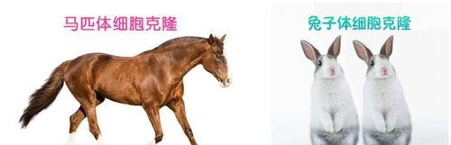 《大克隆猫咪出装攻略大全》（成为超级可爱猫咪的必备指南）-第1张图片-游趣乐园
