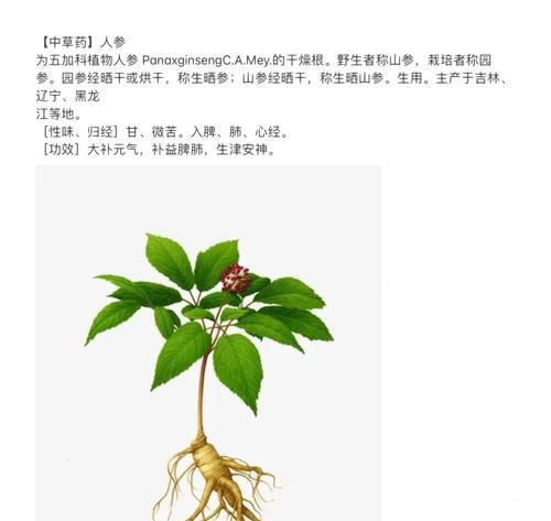 人参辅助出装攻略（提高游戏实力的秘密武器）-第2张图片-游趣乐园