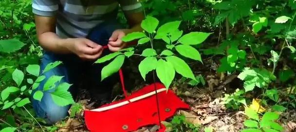 人参辅助出装攻略（提高游戏实力的秘密武器）-第3张图片-游趣乐园