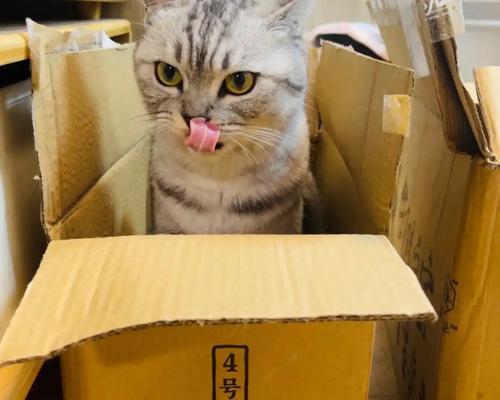 《探秘猫与纸箱子的游戏攻略》（揭开猫咪心理，玩转纸箱乐趣）-第1张图片-游趣乐园
