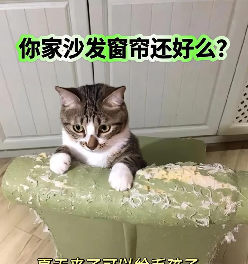 《探秘猫与纸箱子的游戏攻略》（揭开猫咪心理，玩转纸箱乐趣）-第3张图片-游趣乐园