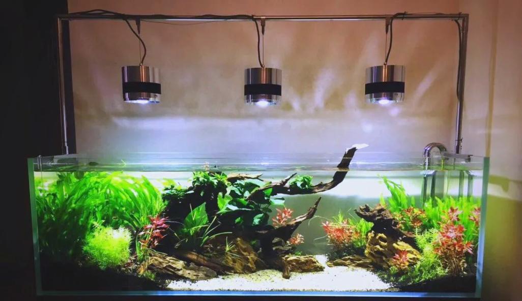 《养鱼游戏水族箱攻略》（打造理想水生环境，成为鱼界大亨！）-第2张图片-游趣乐园