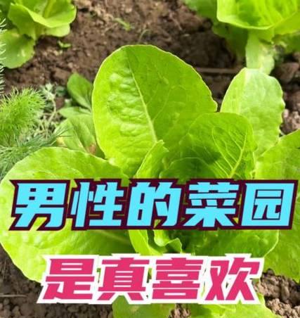 保镖九五出装攻略（全方位分析保镖九五出装必备装备和技巧，助你成为最强护卫！）-第3张图片-游趣乐园