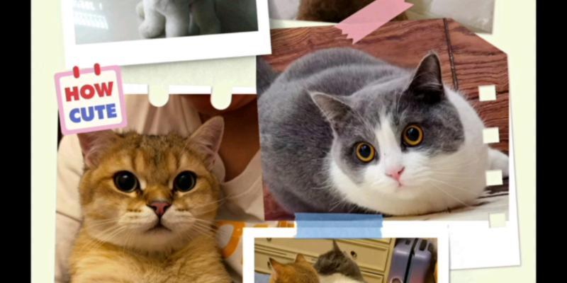 猫咪攻略（探索猫咪世界的奇妙冒险）-第1张图片-游趣乐园
