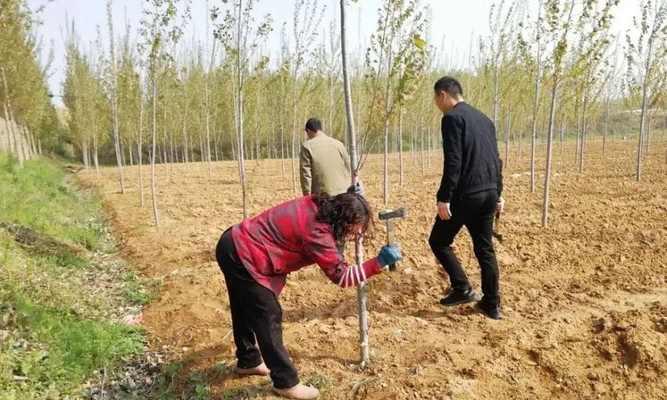 头条小游戏种树攻略（用游戏种树，创造美丽未来！）-第3张图片-游趣乐园